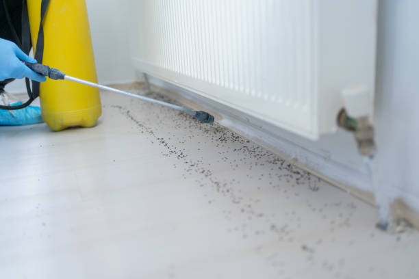 Best Affordable Pest Control Services  in Belle Mead, NJ