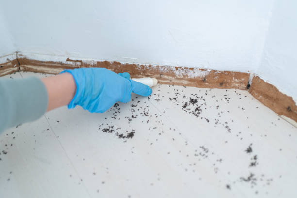Best Wasp Removal Services  in Belle Mead, NJ